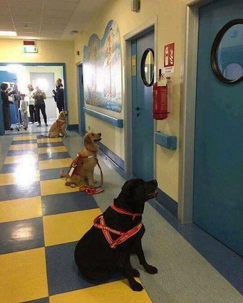 therapy dogs wait outside children.jpg